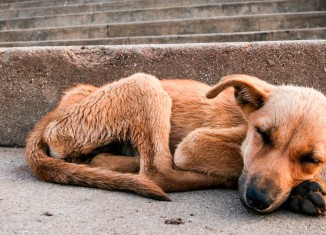 Isenção fiscal na pauta de CPI dos maus-tratos a animais