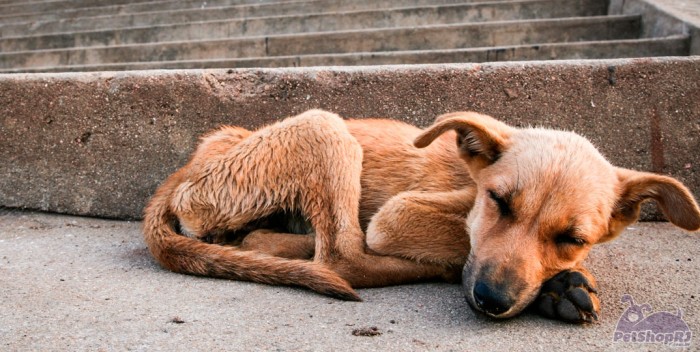 Isenção fiscal na pauta de CPI dos maus-tratos a animais