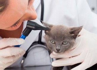 Médico veterinário, uma presença indispensável