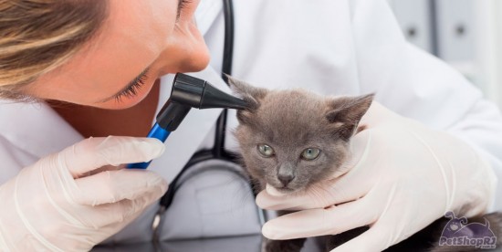 Médico veterinário, uma presença indispensável