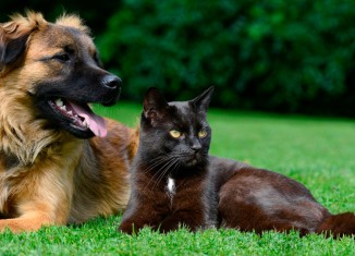 Pesquisa com animais, um debate inadiável