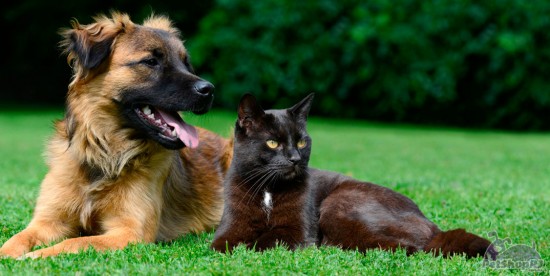 Pesquisa com animais, um debate inadiável