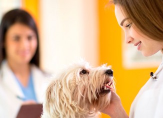 Prevenção, o melhor remédio para evitar doenças em pets