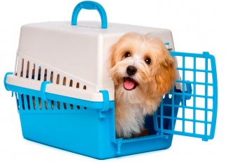 Transporte de cães e gatos sem segurança