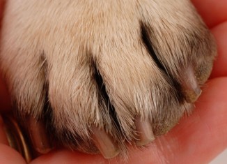 Artrite em pets, doença que requer muita prevenção