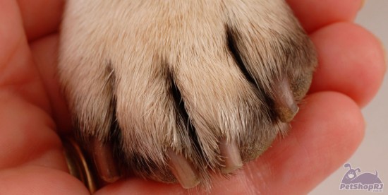 Artrite em pets, doença que requer muita prevenção
