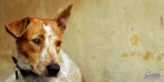 Barreiras à proteção animal