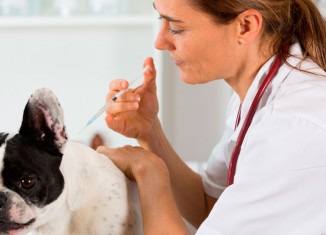 Campanha de vacinação contra a raiva em cães e gatos