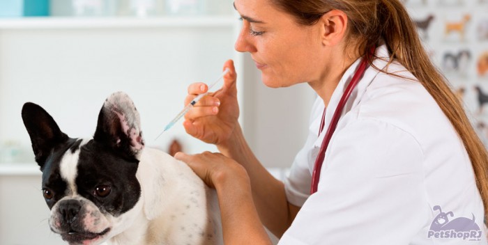 Campanha de vacinação contra a raiva em cães e gatos
