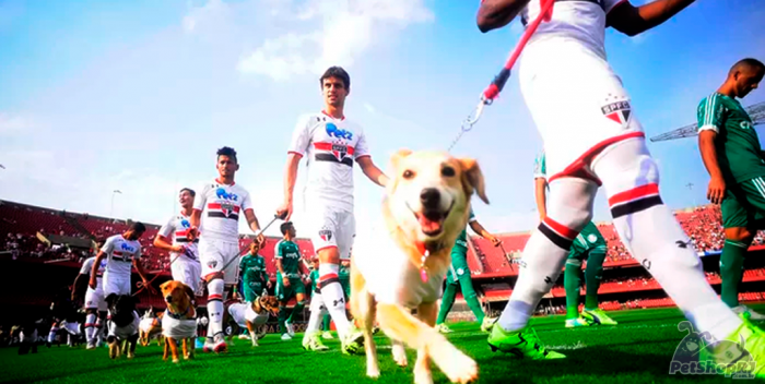 Gol de placa em nome de cães e gatos