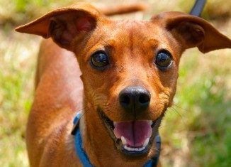 Pesquisa com estudantes avalia bem-estar animal