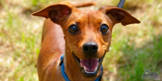 Pesquisa com estudantes avalia bem-estar animal