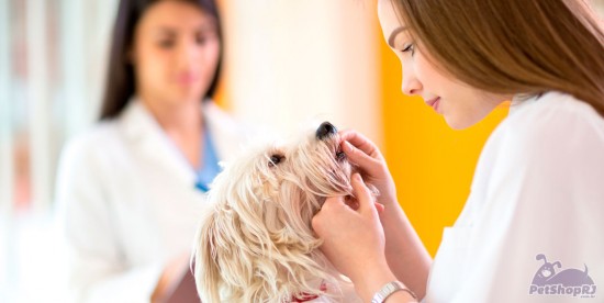 Prêmio para pesquisa inédita sobre doença em cães