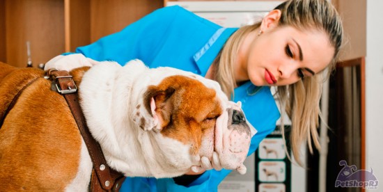 Programa de residência em Medicina Veterinária na mira