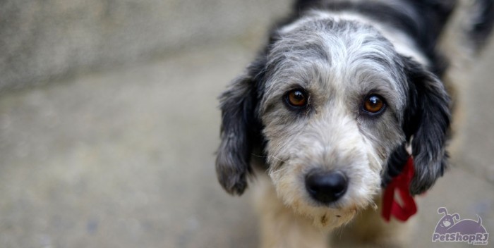 Regras-para-quem-vende-animais-para-pesquisa-e-ensino