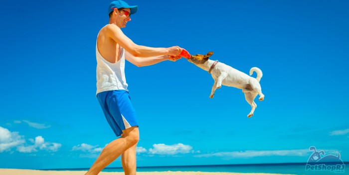 Serviços sob medida para pets