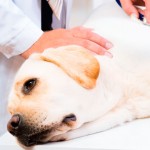 Câncer contagioso entre cães tem rastreamento