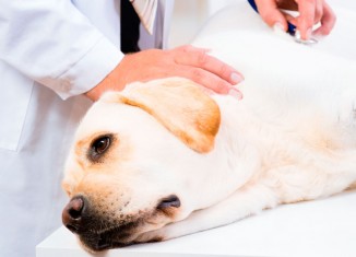 Câncer contagioso entre cães tem rastreamento