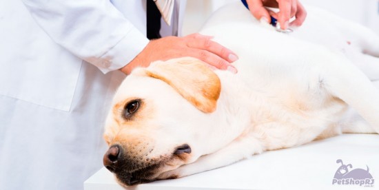 Câncer contagioso entre cães tem rastreamento