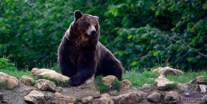 Em defesa dos animais silvestres