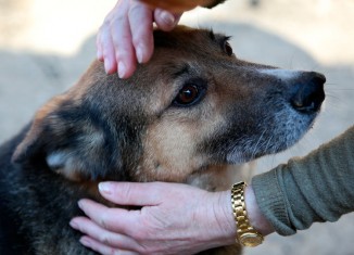 Campanhas de adoção de pets ganham as ruas