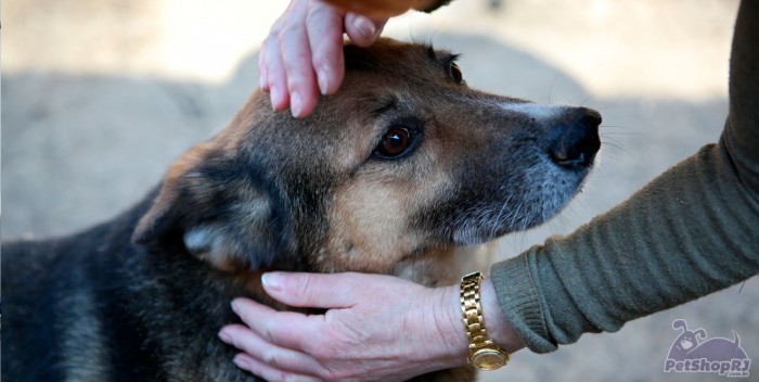 Campanhas de adoção de pets ganham as ruas