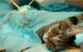 Castração de pets como medida preventiva