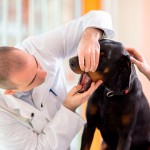 Registro de especialista em Veterinária tem nova regra