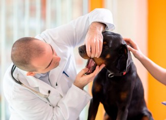 Registro de especialista em Veterinária tem nova regra