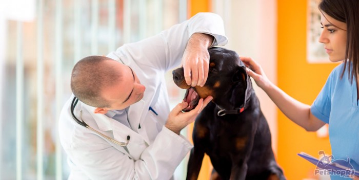 Registro de especialista em Veterinária tem nova regra