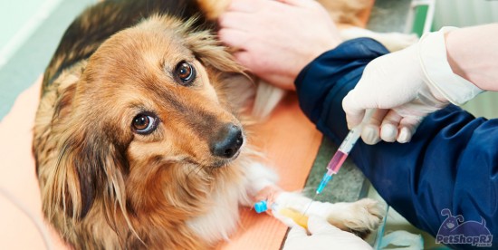 De olho no calendário de vacinação contra a raiva animal