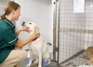 Quem protege os animais também precisa de você