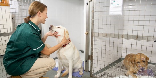 Quem protege os animais também precisa de você