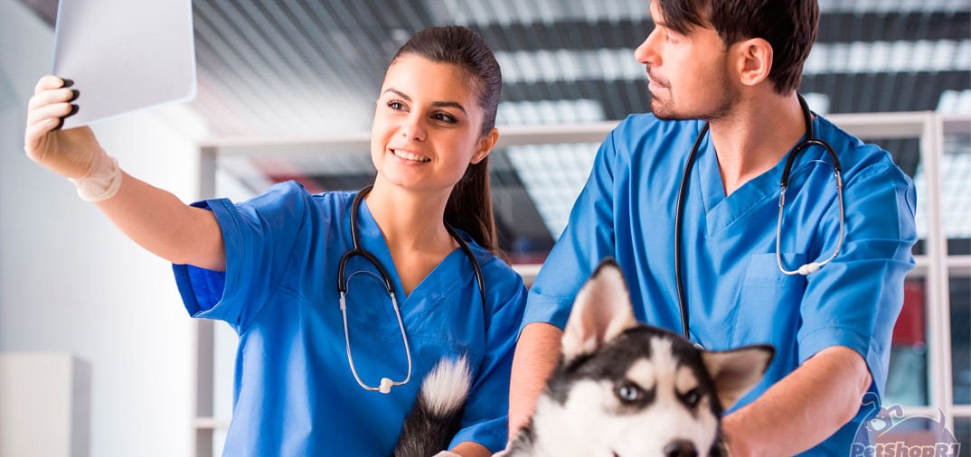 Veterinários em sintonia com a Saúde Única