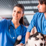 Veterinários em sintonia com a Saúde Única