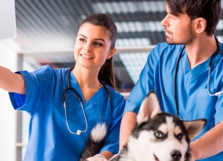 Veterinários em sintonia com a Saúde Única