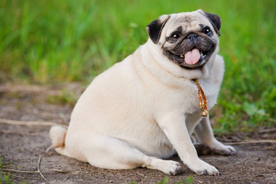 Veja o que leva o cão a ficar obeso