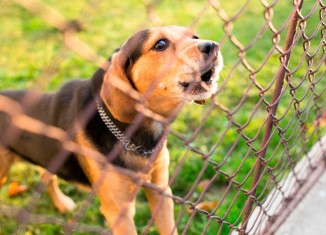 Benefícios para entidades protetoras dos animais