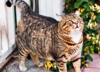 Veja como saber se seu gato está acima do peso