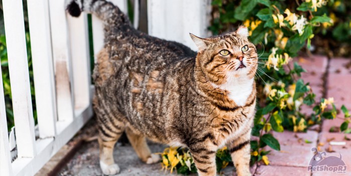 Veja como saber se seu gato está acima do peso