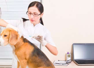Zoonoses: só 48% dos serviços têm veterinário