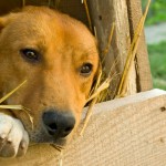 Maus-tratos aos animais em questão